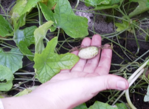 cgn garden 20 Sep 06