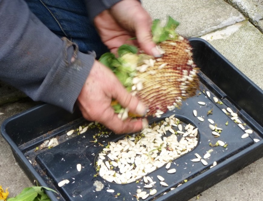 cgn garden 20 Sep 08