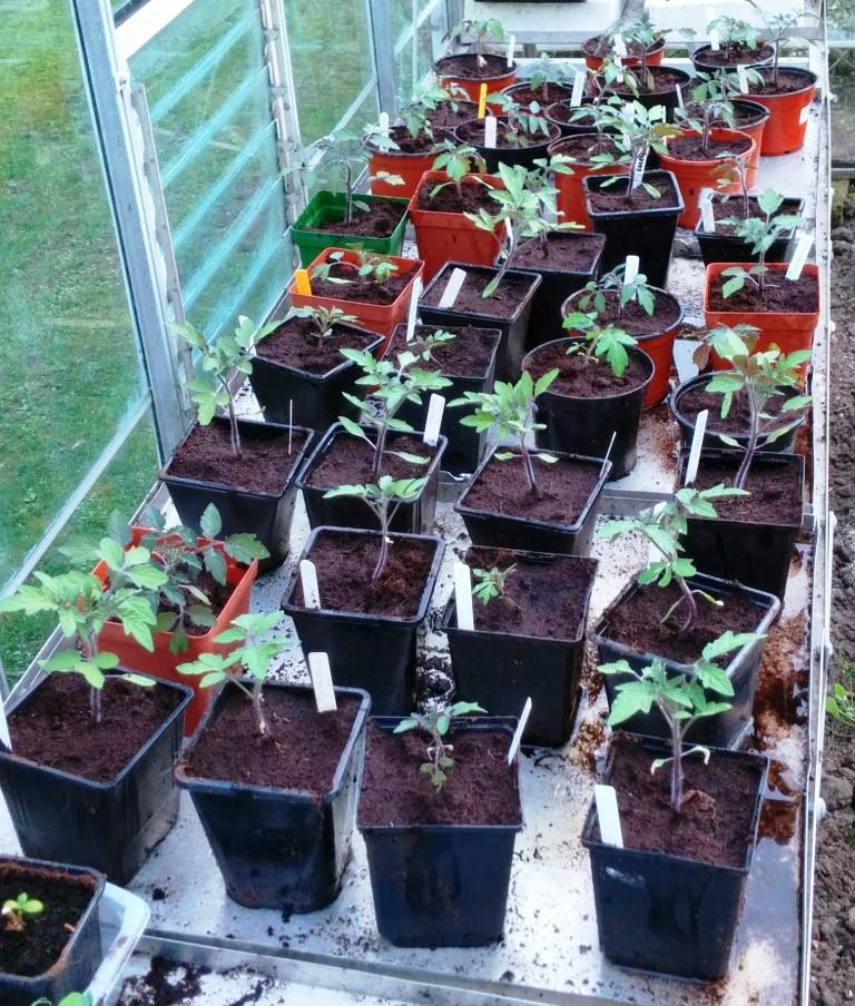 cgn garden 28-03-14 (7)