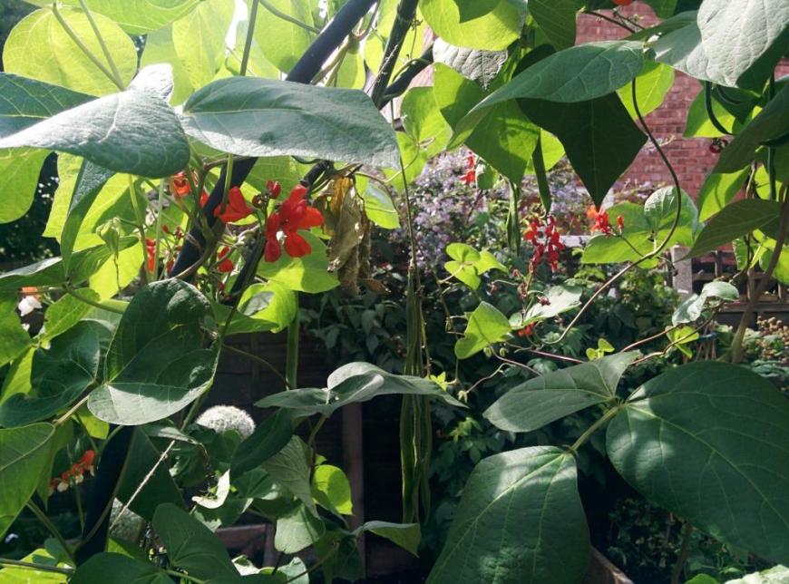 cgn garden 22 July (1)