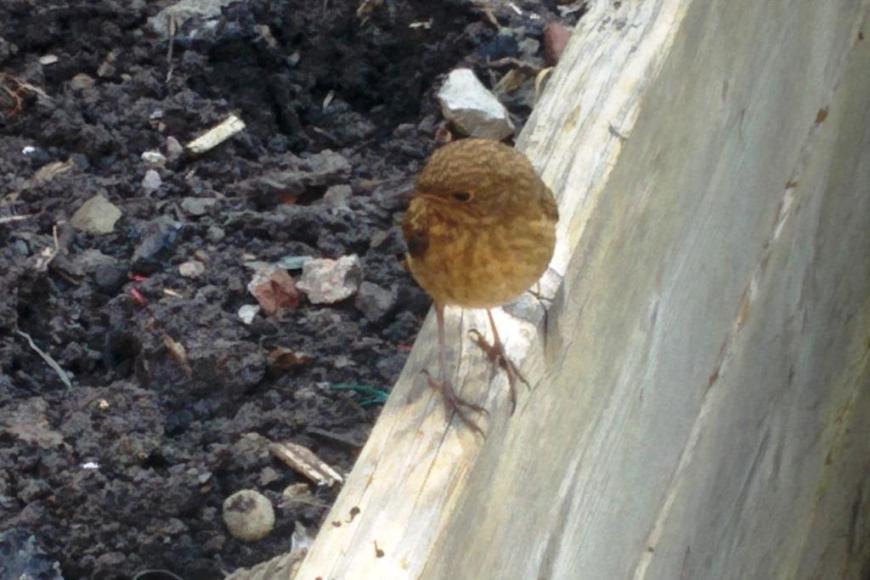 cgn garden 22 July (3)