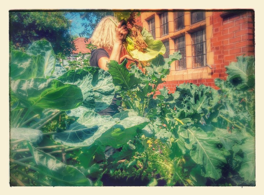 cgn garden 22 July (8)